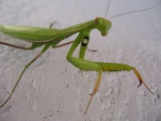 Praying mantis close up