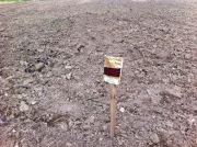 corn planted and marked