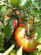 tomato on plant