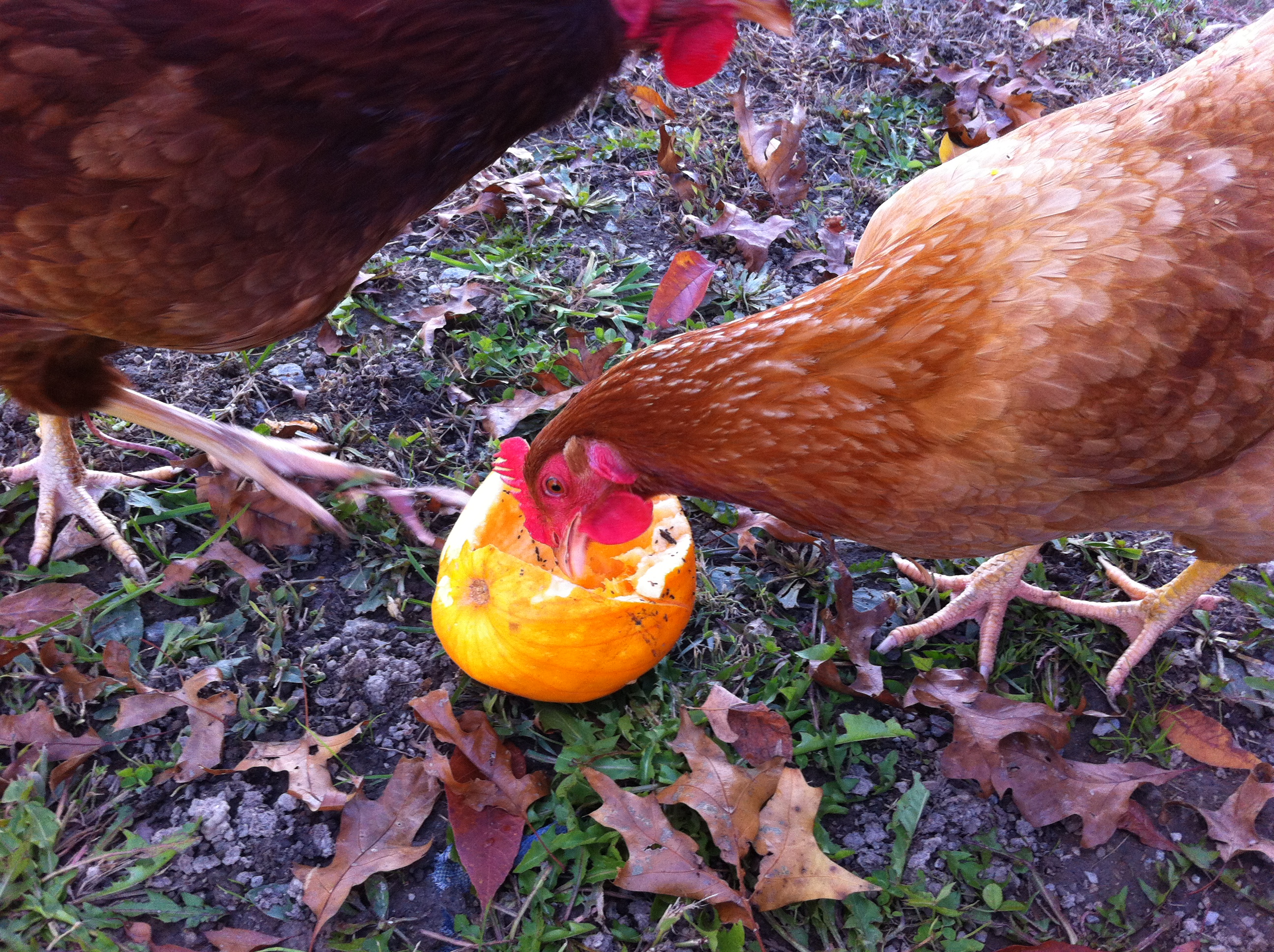 Почему куры расклевывают. Курица клюет. Курица расклевывает яйцо. Курица с яйцами.