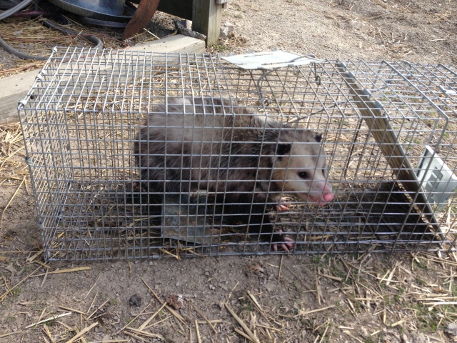 possum trap 