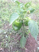 green peppers plant